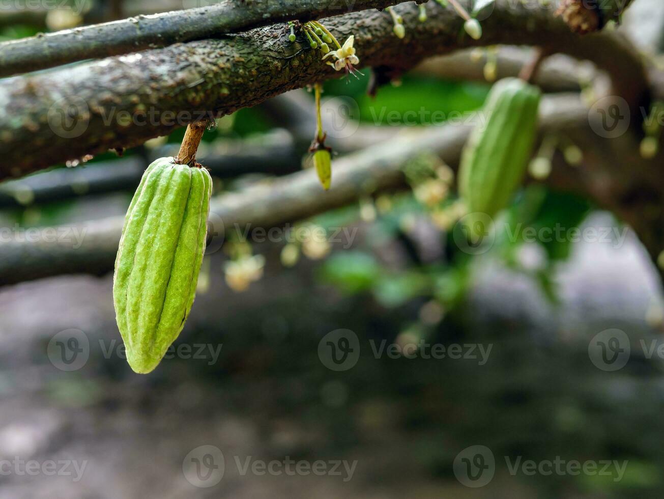 verde piccolo cacao baccelli ramo con giovane frutta e fioritura cacao fiori crescere su alberi. il cacao albero Theobroma cacao con frutta, crudo cacao albero pianta frutta piantagione foto