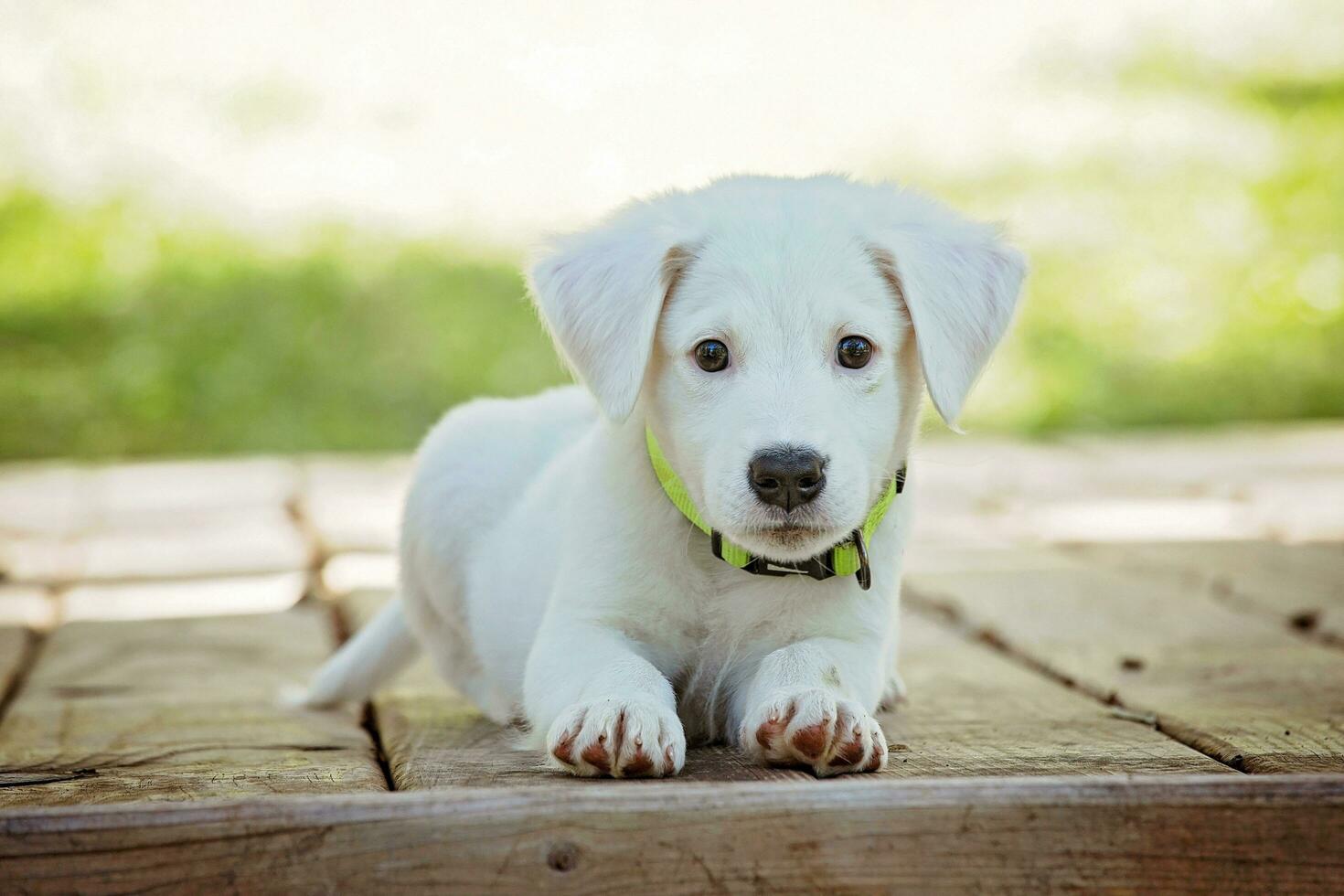 Questo bambino cucciolo è così carino esso volontà essere venduto foto