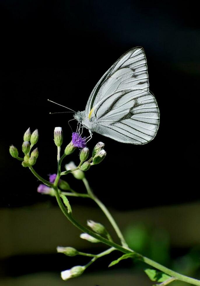 bellissimo farfalla nel natura, natura immagini, bellezza nel natura, freschezza, fotografia foto