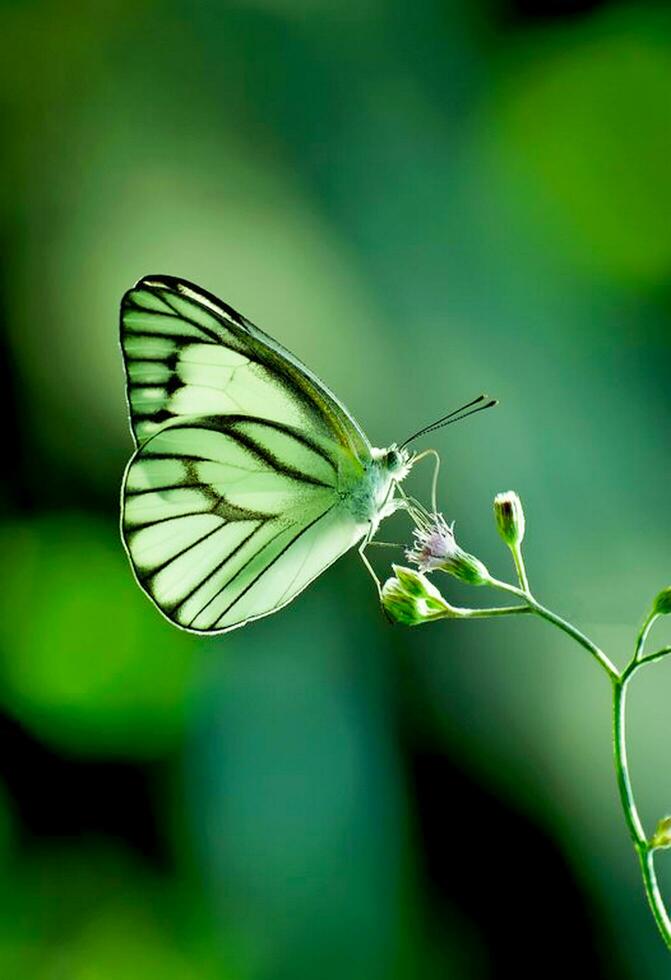 bellissimo farfalla nel natura, natura immagini, bellezza nel natura, freschezza, fotografia foto