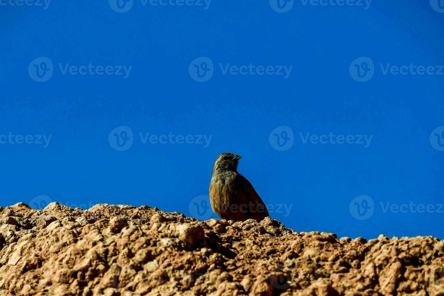 un' uccello seduta su superiore di un' roccia nel il deserto foto