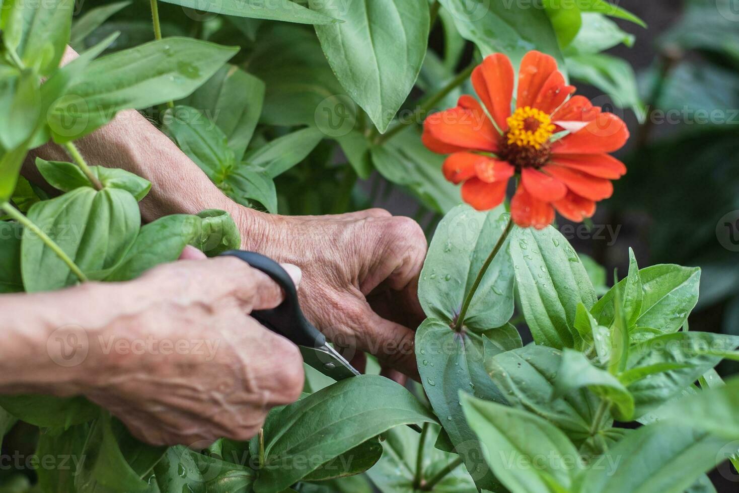 anziano donna tagli un' fiore con forbici nel sua cortile. avvicinamento foto