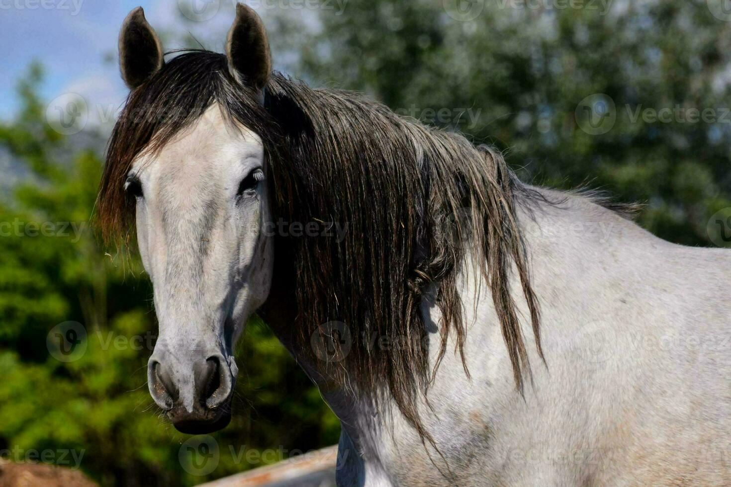 un' cavallo con lungo capelli in piedi nel un' campo foto