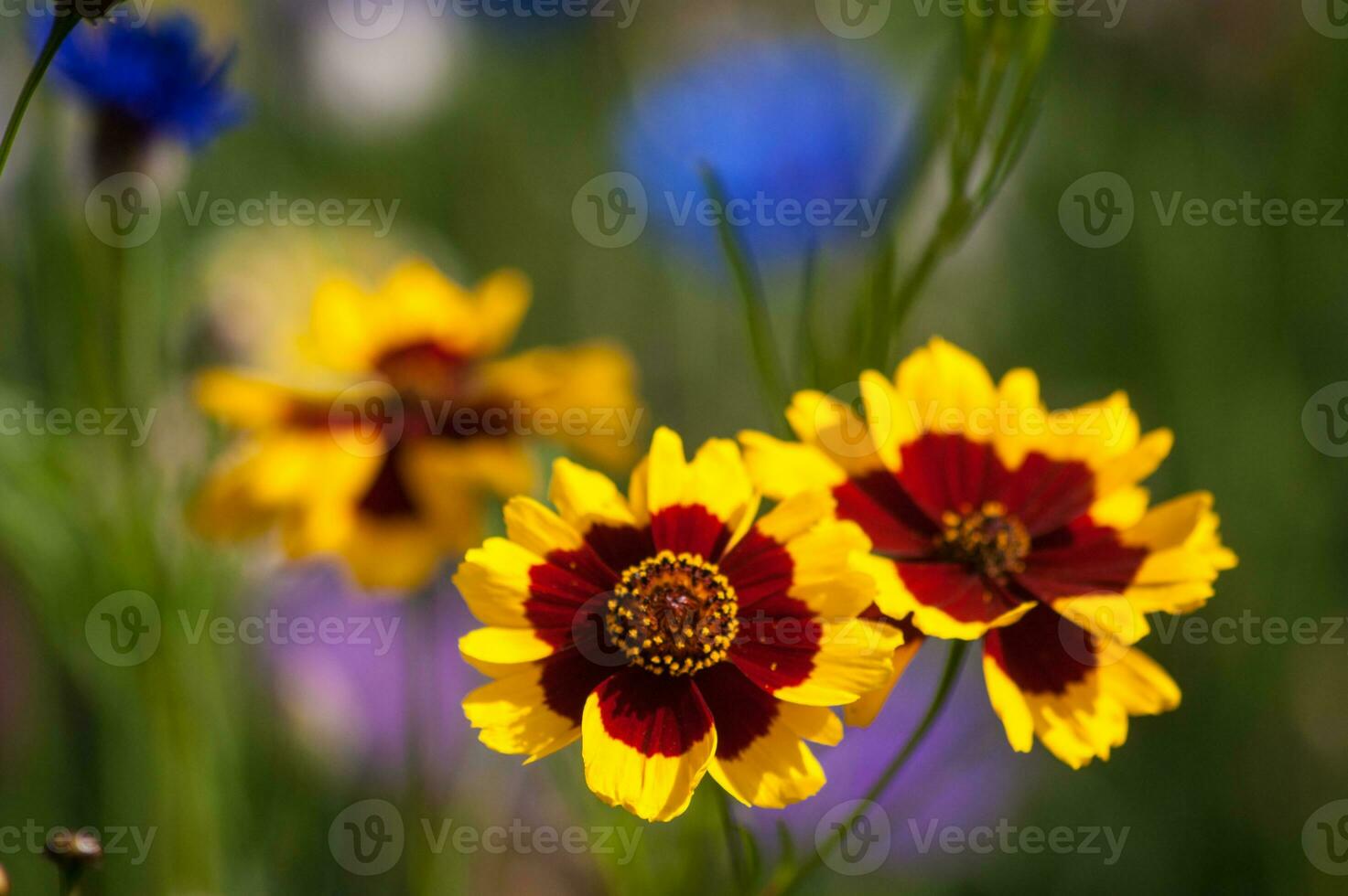 fiori nel vallorcina nel haute Savoie ,Francia foto