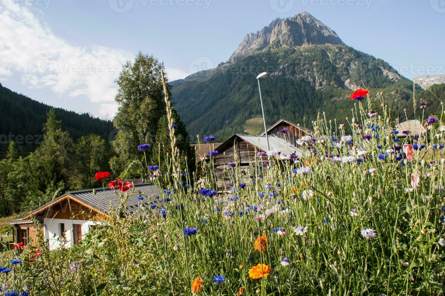 fiori nel vallorcina nel haute Savoie ,Francia foto