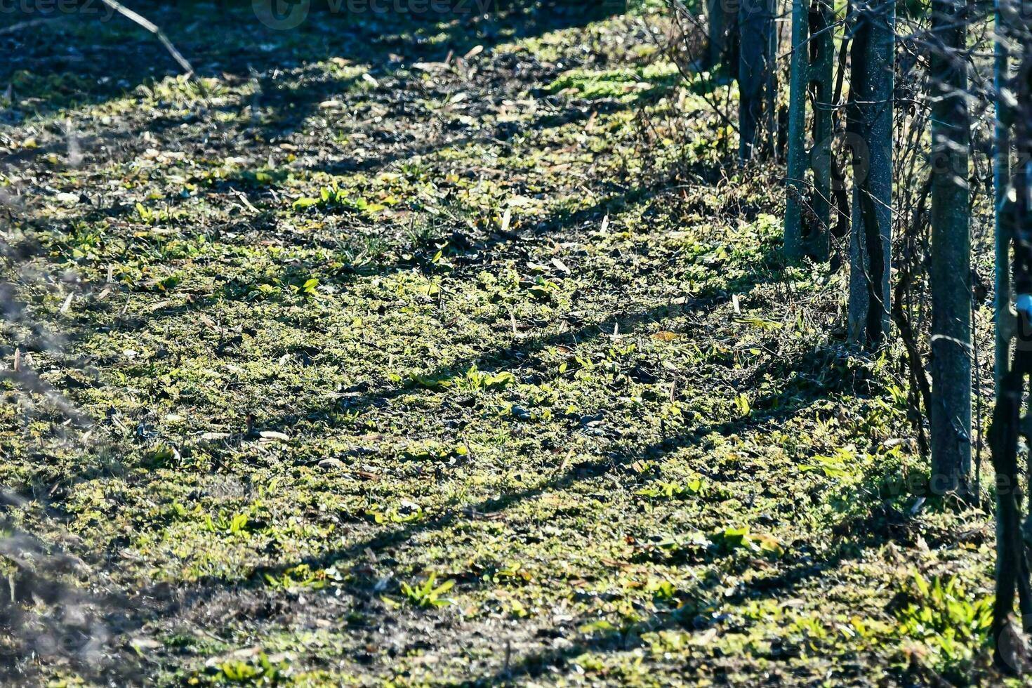 un' campo con alberi e erba su il terra foto