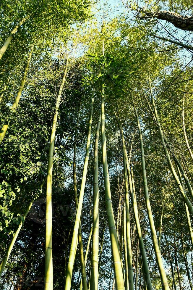 bambù alberi nel il foresta foto