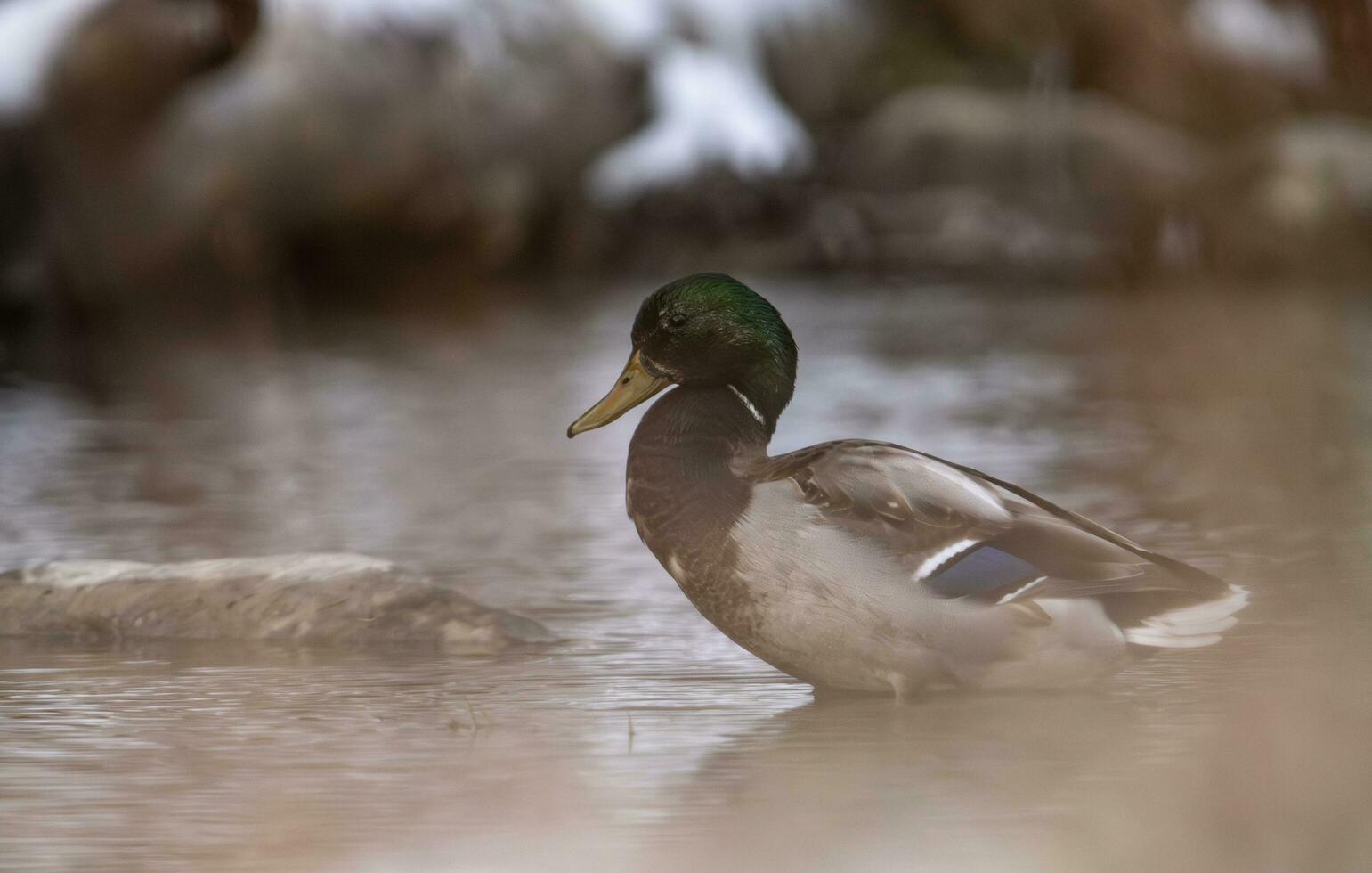 anatra seduta nel un' fiume foto