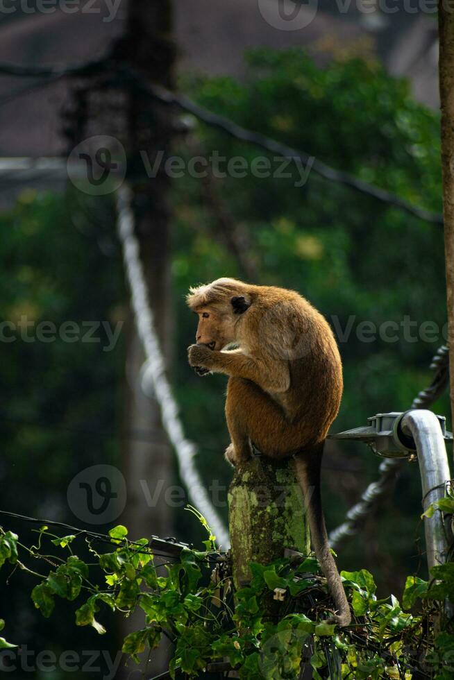 immagine di il tocco macaco è un' rossastro Marrone colorato vecchio mondo scimmia endemico per sri lanka foto