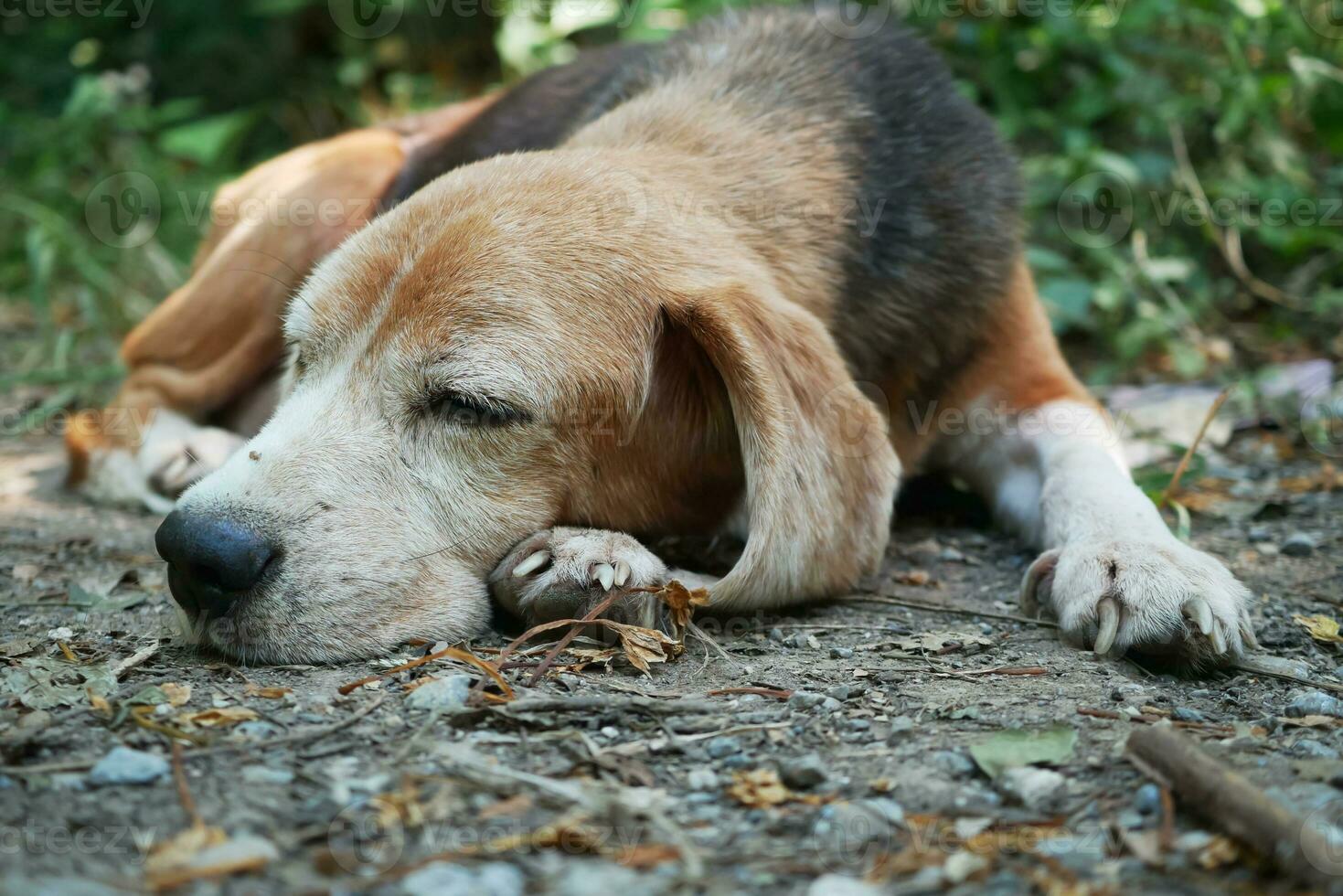 avvicinamento un vecchio beagle cane posa giù su il terra. foto