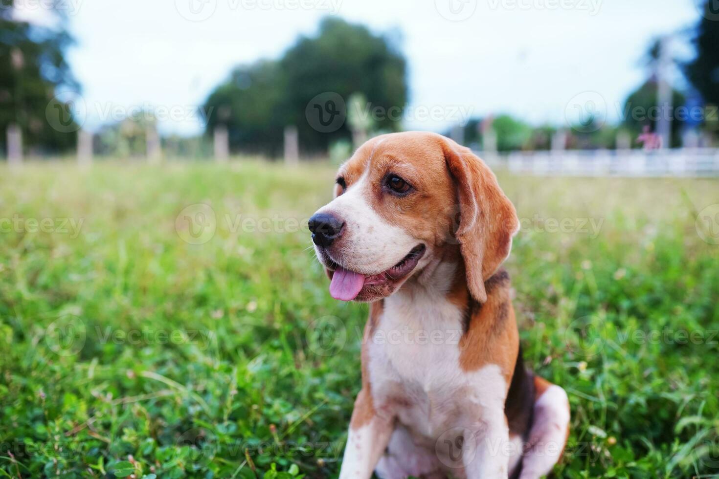 ritratto di un' carino beagle cane seduta su il erba campo sotto luce solare, selettiva messa a fuoco, occhio focalizzata ,tiro con un' superficiale profondità di campo. foto