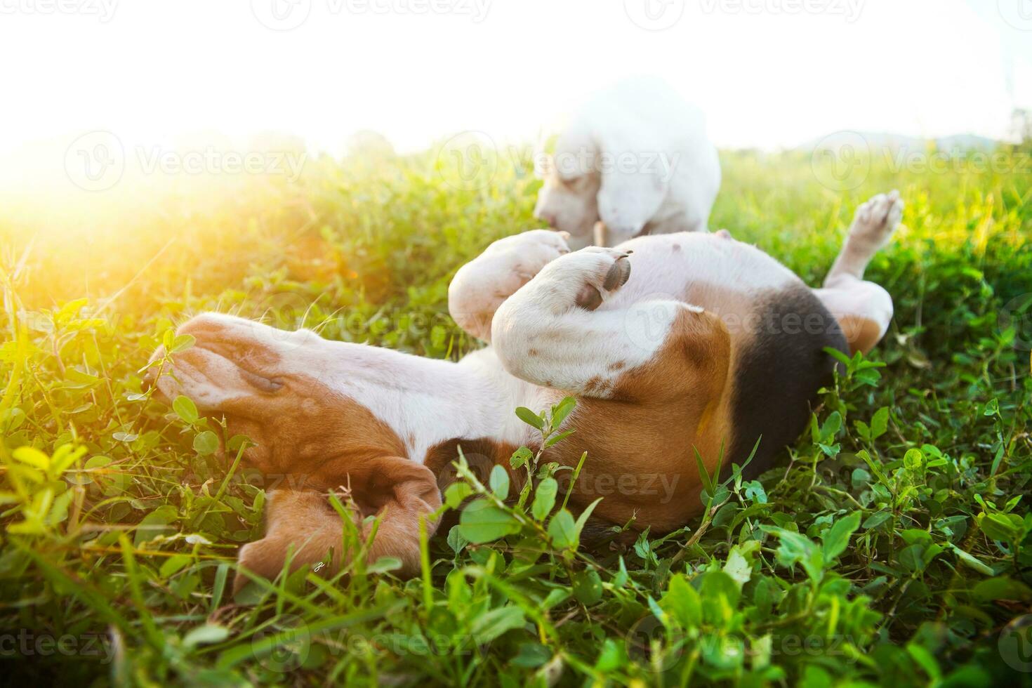 un' carino beagle dire bugie su suo indietro nel erba campo selettivo messa a fuoco ,poco profondo profondità di campo. foto