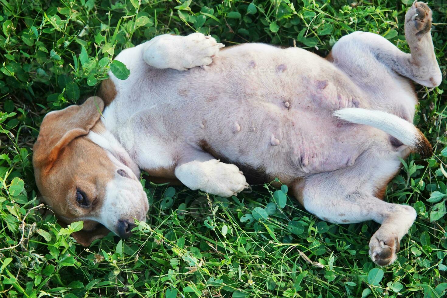 un' carino beagle dire bugie su suo indietro su verde erba nel il erba campo. foto