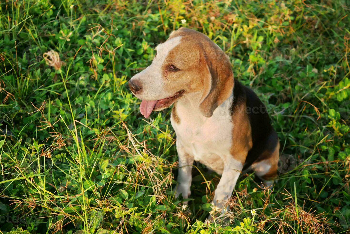 ritratto di carino tricolore beagle cane seduta su il erba campo foto