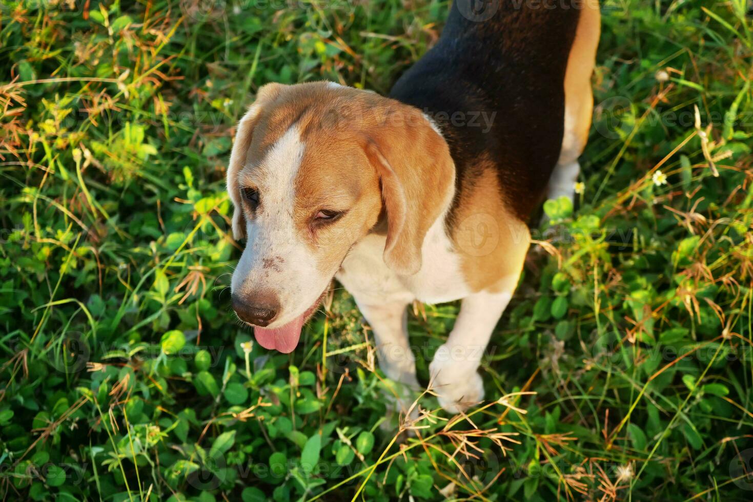 un' carino beagle cani camminare su un' campo nel sera a tramonto. foto