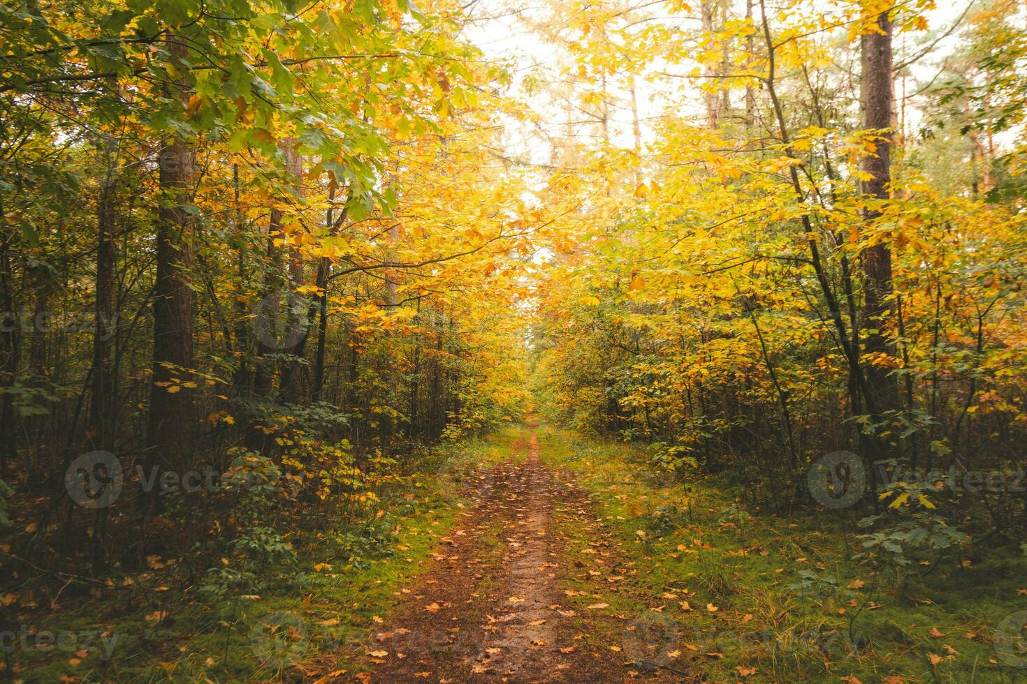 colorato autunno foresta nel hoge kempen nazionale parco, orientale Belgio durante tramonto. un' camminare attraverso il natura selvaggia nel il fiandre regione nel novembre foto