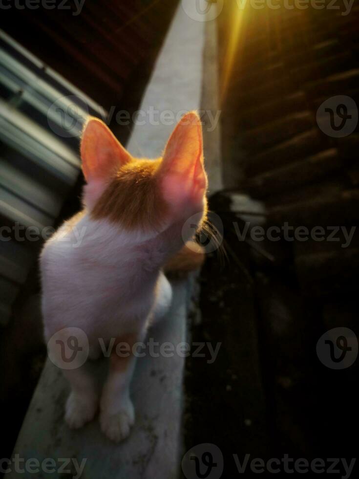 un' gatto è guardare a il sole a partire dal un' ripiano foto