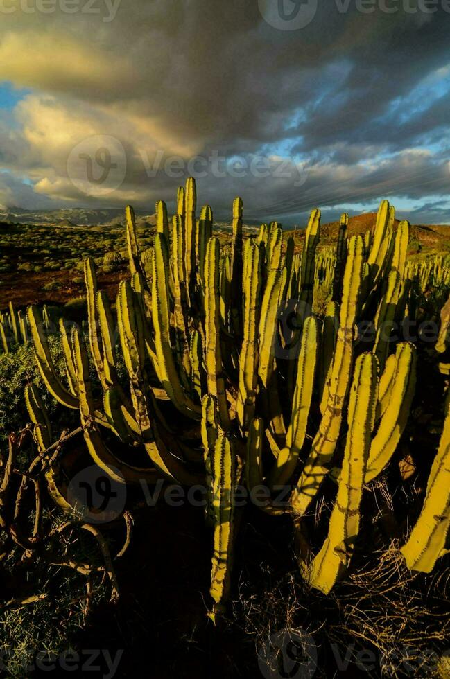 cactus impianti nel il deserto con nuvole nel il sfondo foto