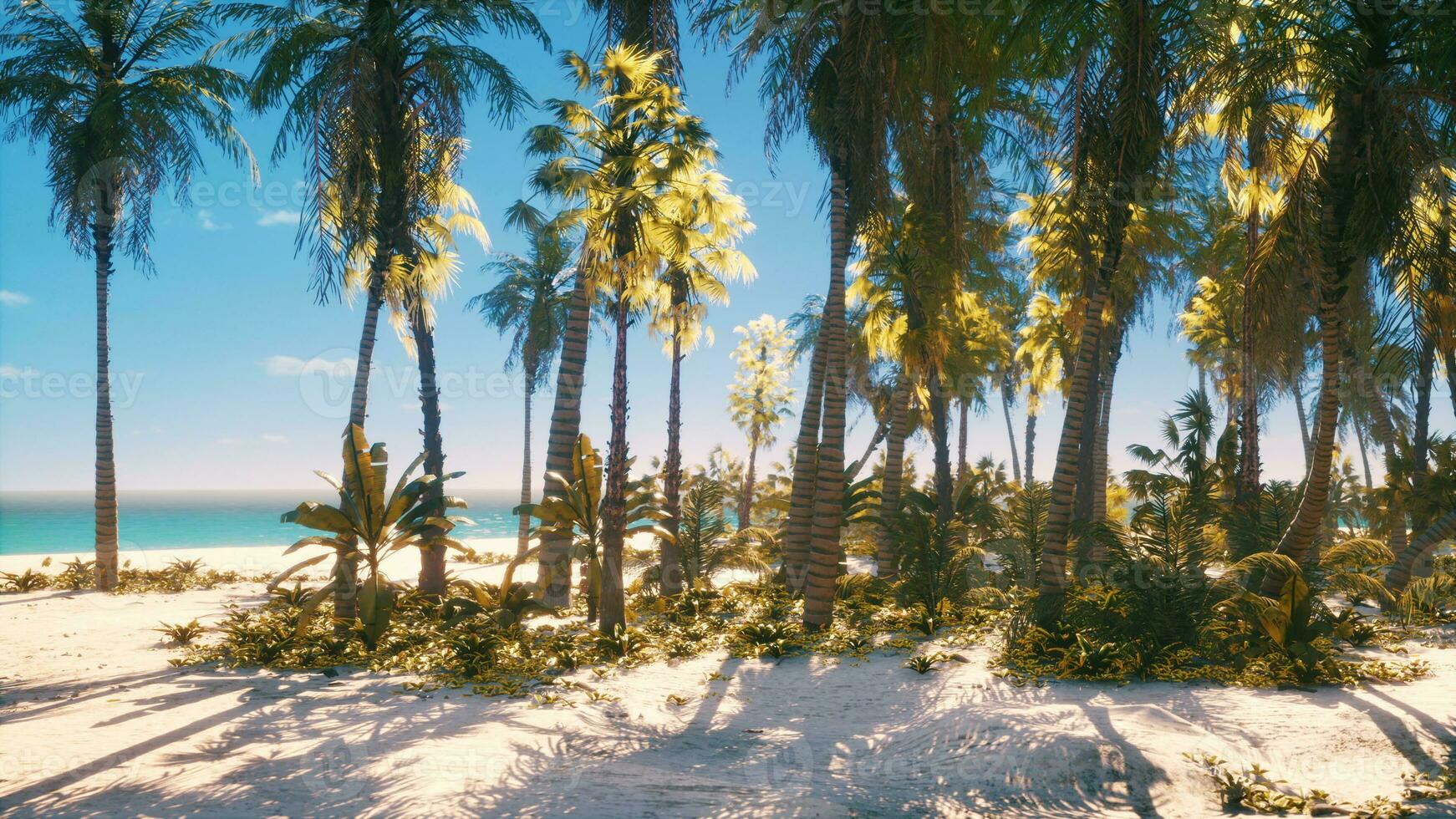 miami Sud spiaggia parco con palme foto
