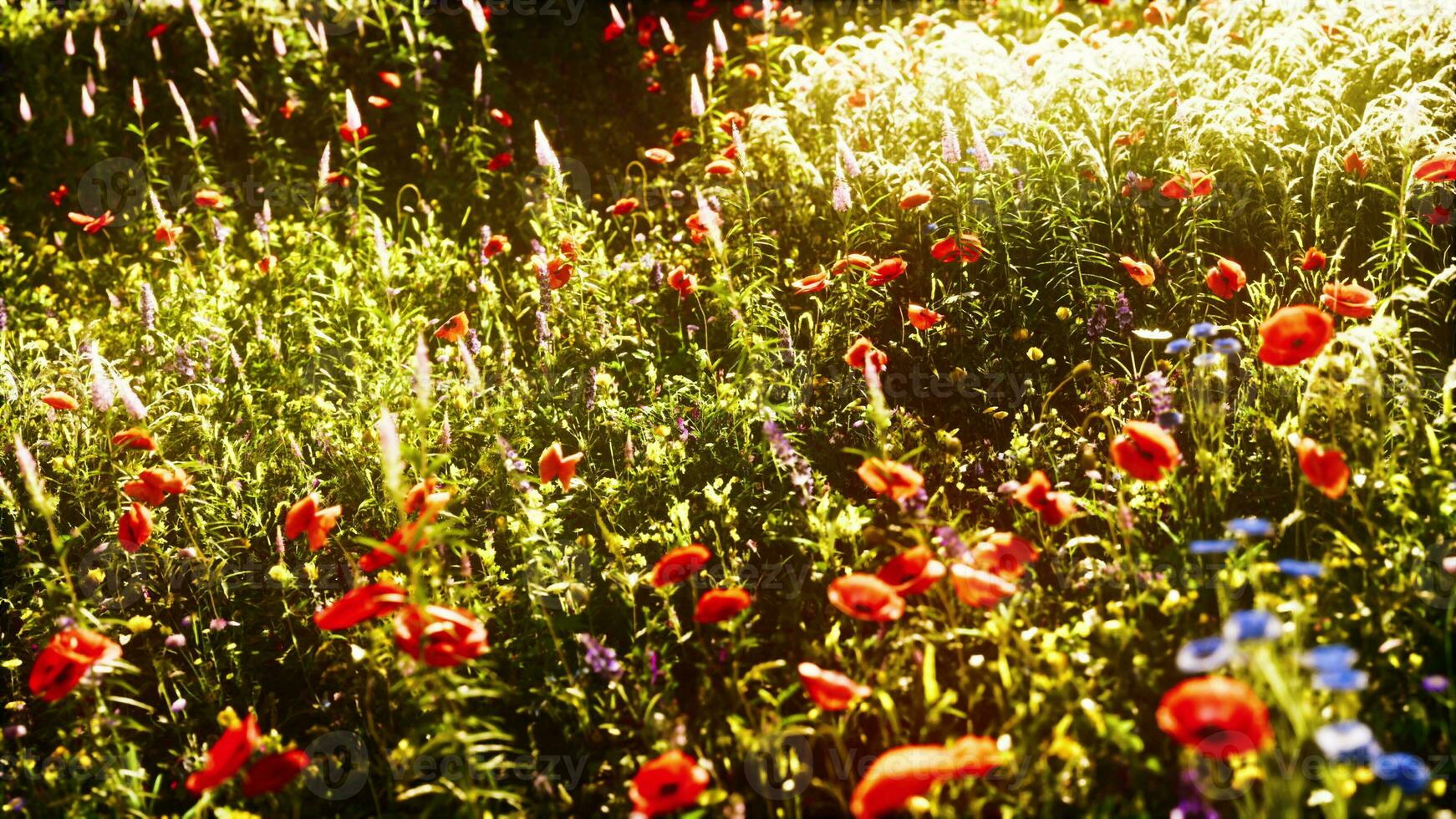 selvaggio fiore giardino con papaveri con mattina luce del sole foto