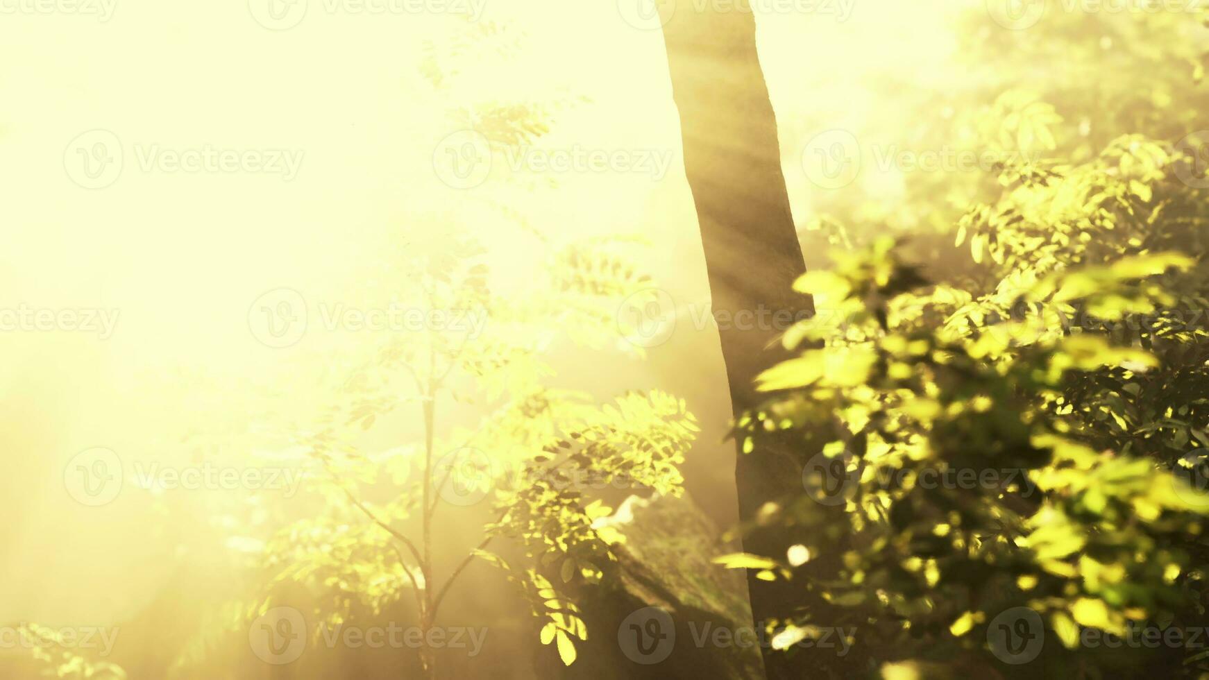 il sole sta sorgendo sopra la lussureggiante giungla foto