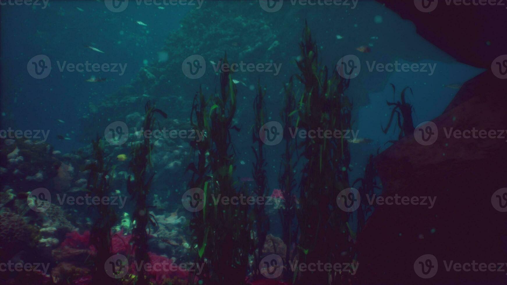 superficiale oceano pavimento con corallo scogliera e pesce foto