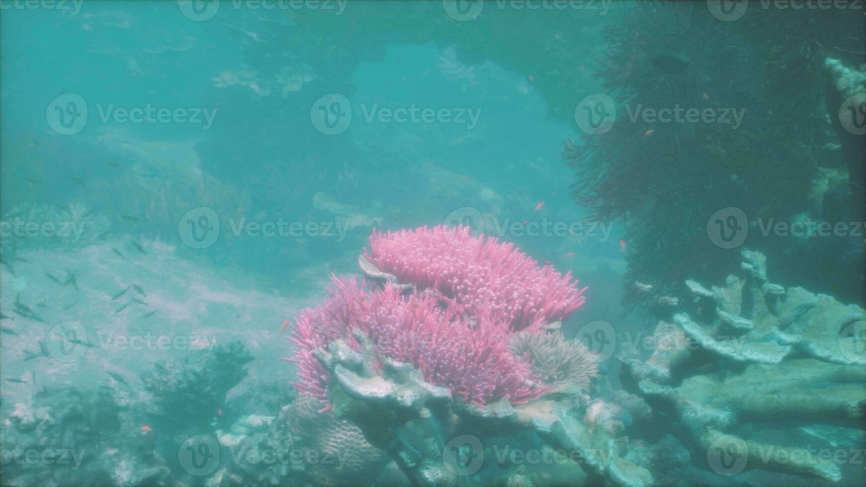 un' rosa spugna corallo nel il acqua foto