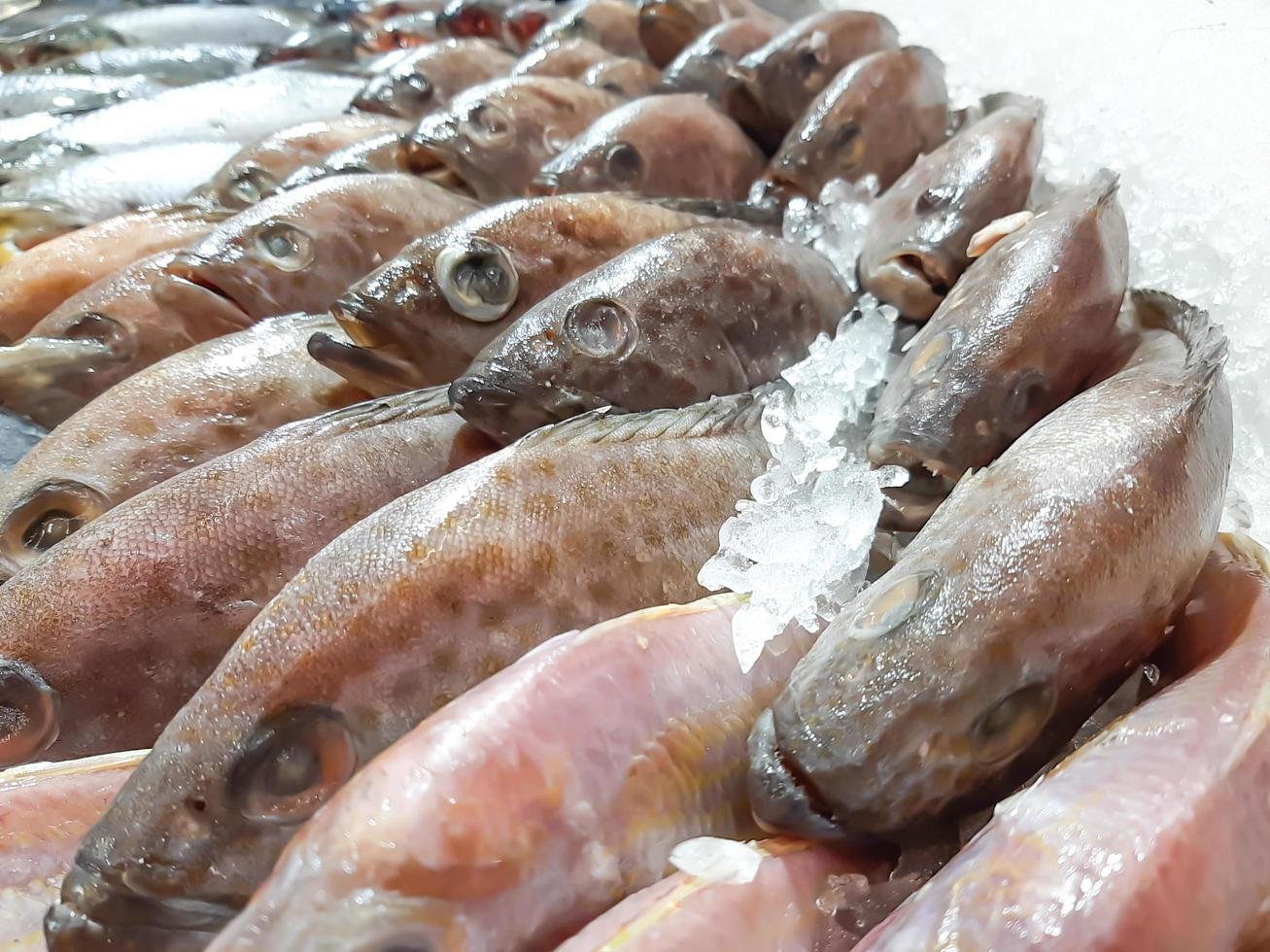 chiudere il pesce fresco crudo che si raffredda sul ghiaccio nel mercato dei frutti di mare in stallo foto