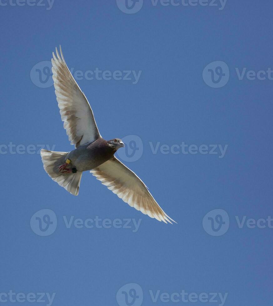 velocità da corsa Piccione volante contro chiaro blu cielo foto