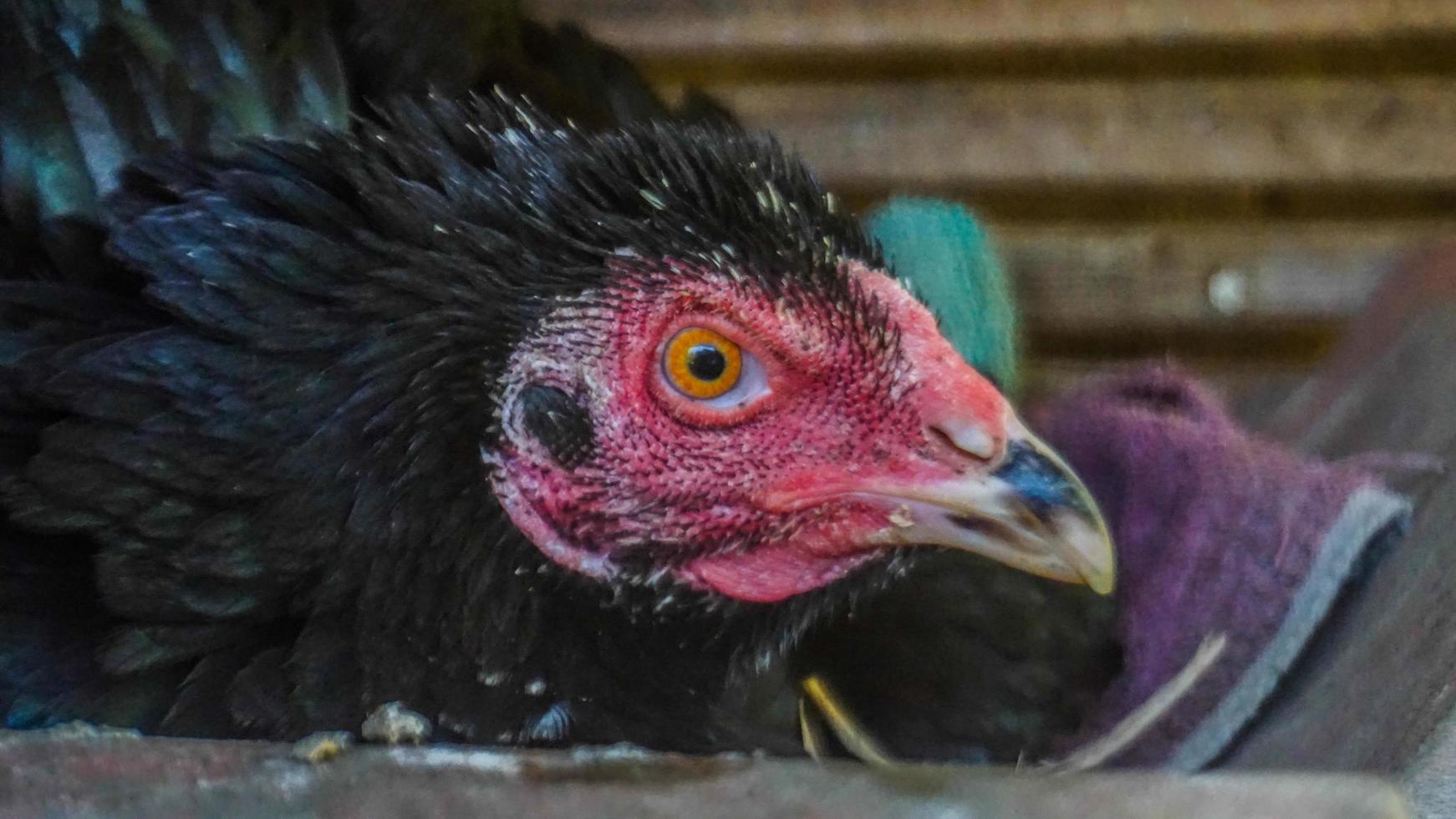 gallina nella gabbia che cova le uova foto