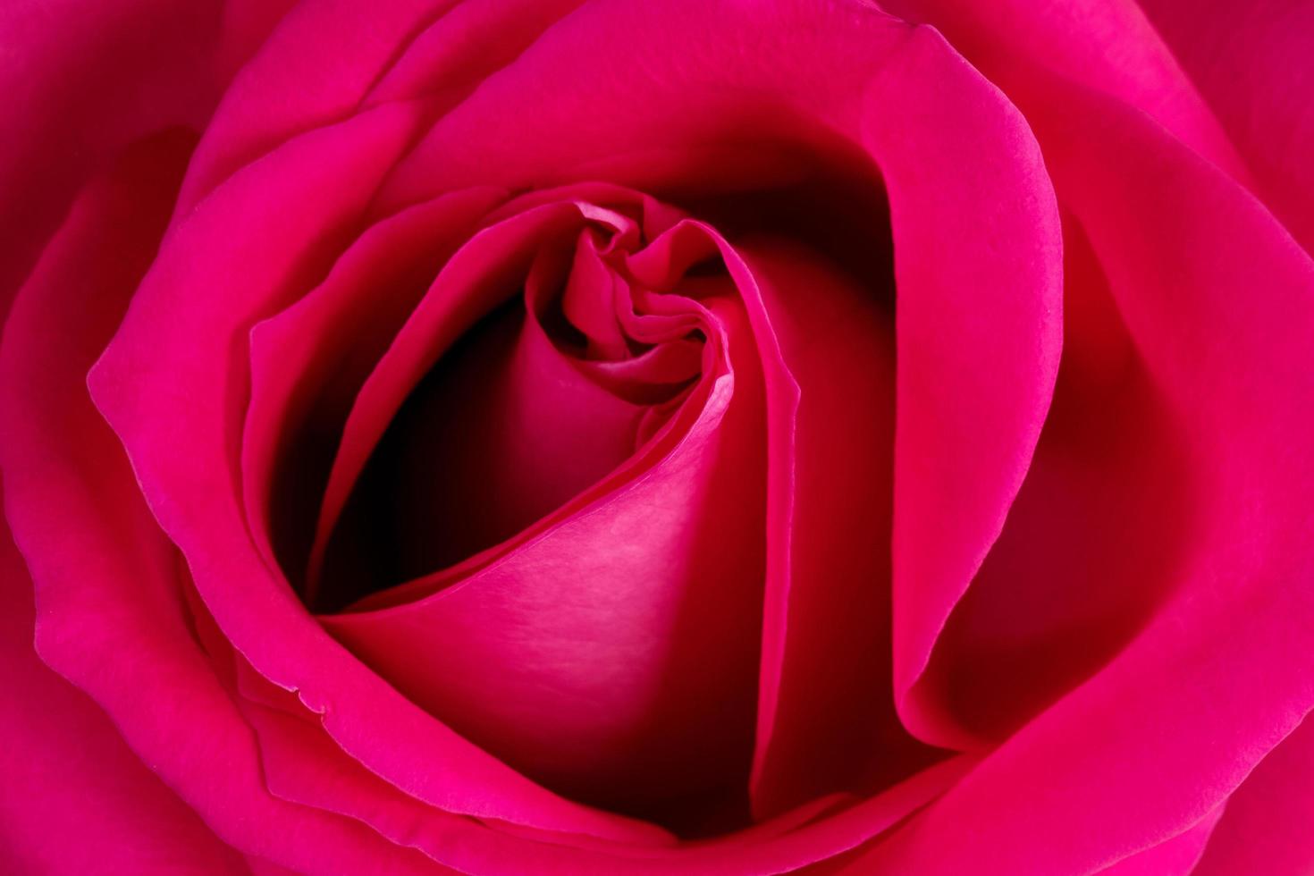 sfondo di una rosa rosa fresca foto