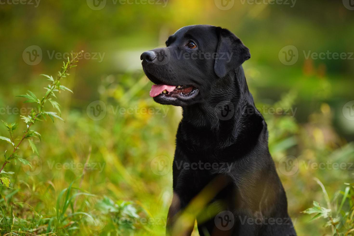 labrador nero seduto nell'erba foto