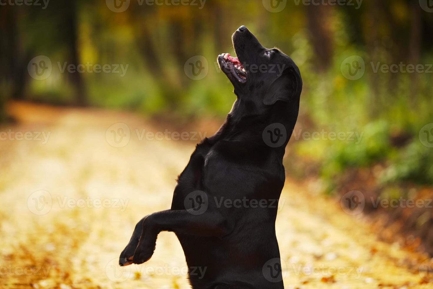 il labrador sta in piedi sulle zampe posteriori foto