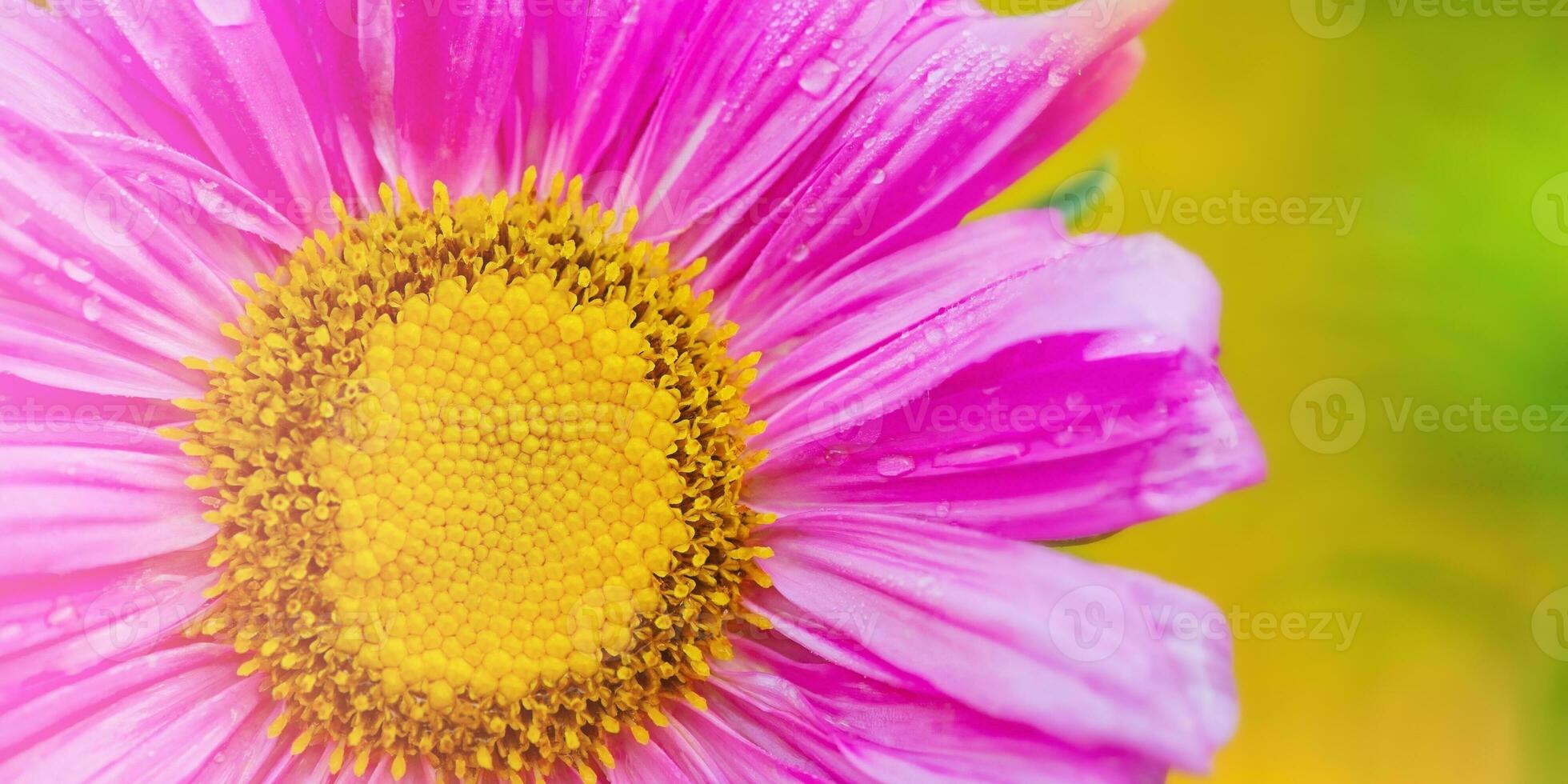 un' macro foto di un' parte di un astro fiore. acqua gocce su rosa fiore petali.