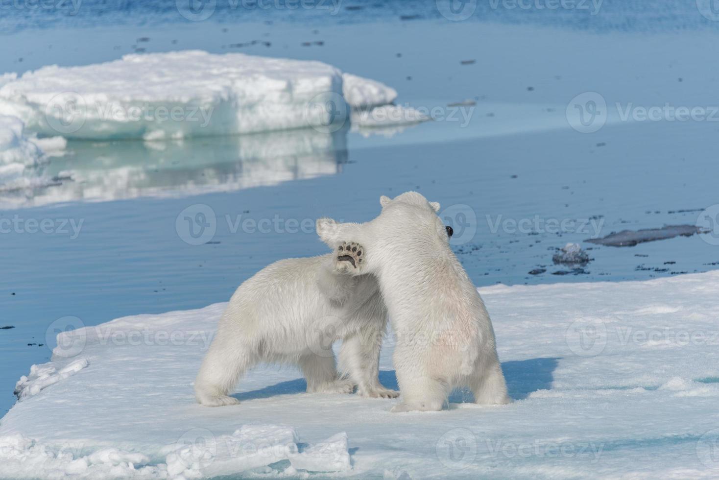 Due giovani cuccioli di orso polare selvatico che giocano sulla banchisa nel mare artico, a nord delle svalbard foto