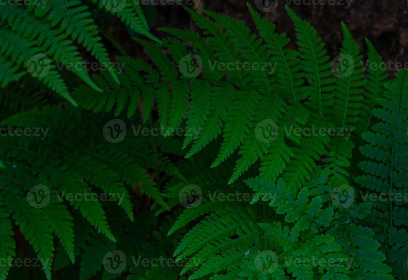 foglie verdi della pianta di felce foto