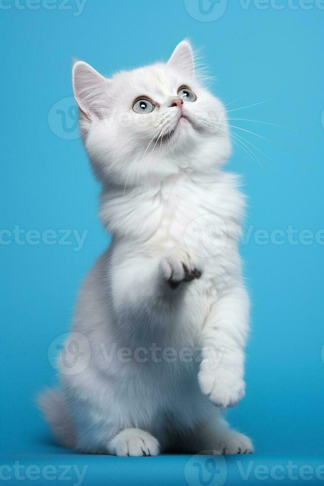 ai generato bianca persiano picco naso gatto con lungo capelli seduta su un' blu sfondo foto