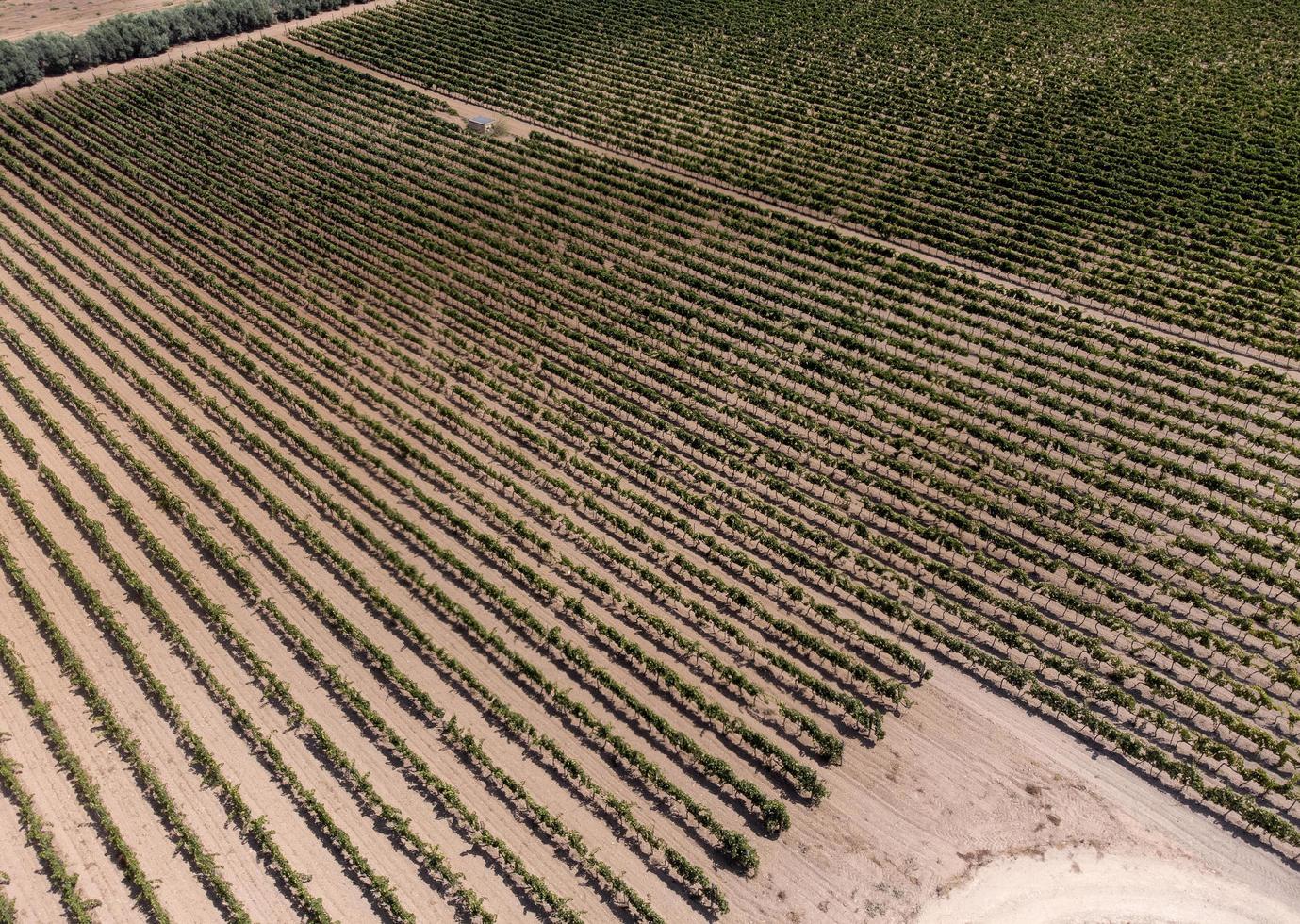 filari di vigne visti dal drone foto