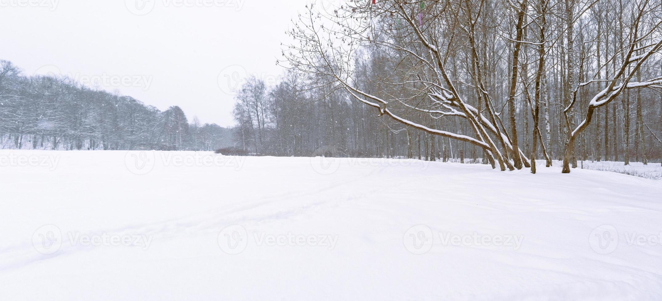 campo invernale circondato da alberi nel parco forestale coperto di neve bianca foto