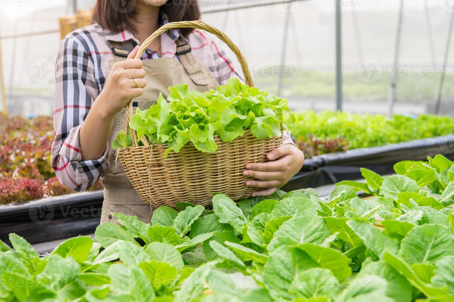 giovane coltivatore biologico di idroponica asiatica che raccoglie insalata di verdure foto