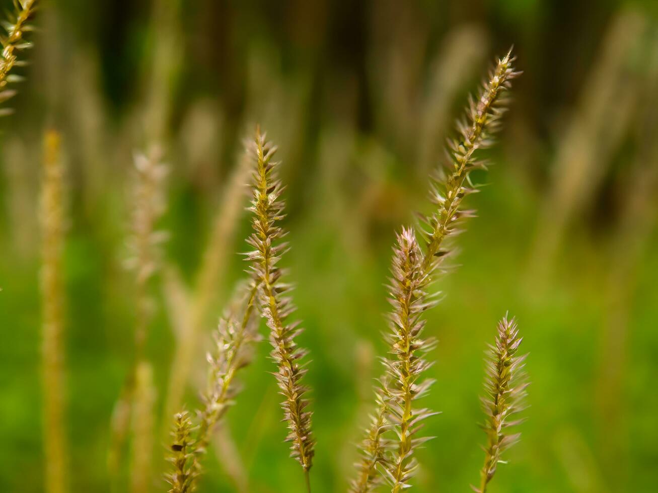 selvaggio erba nel il paesaggio con poco profondità di campo ai generativo foto