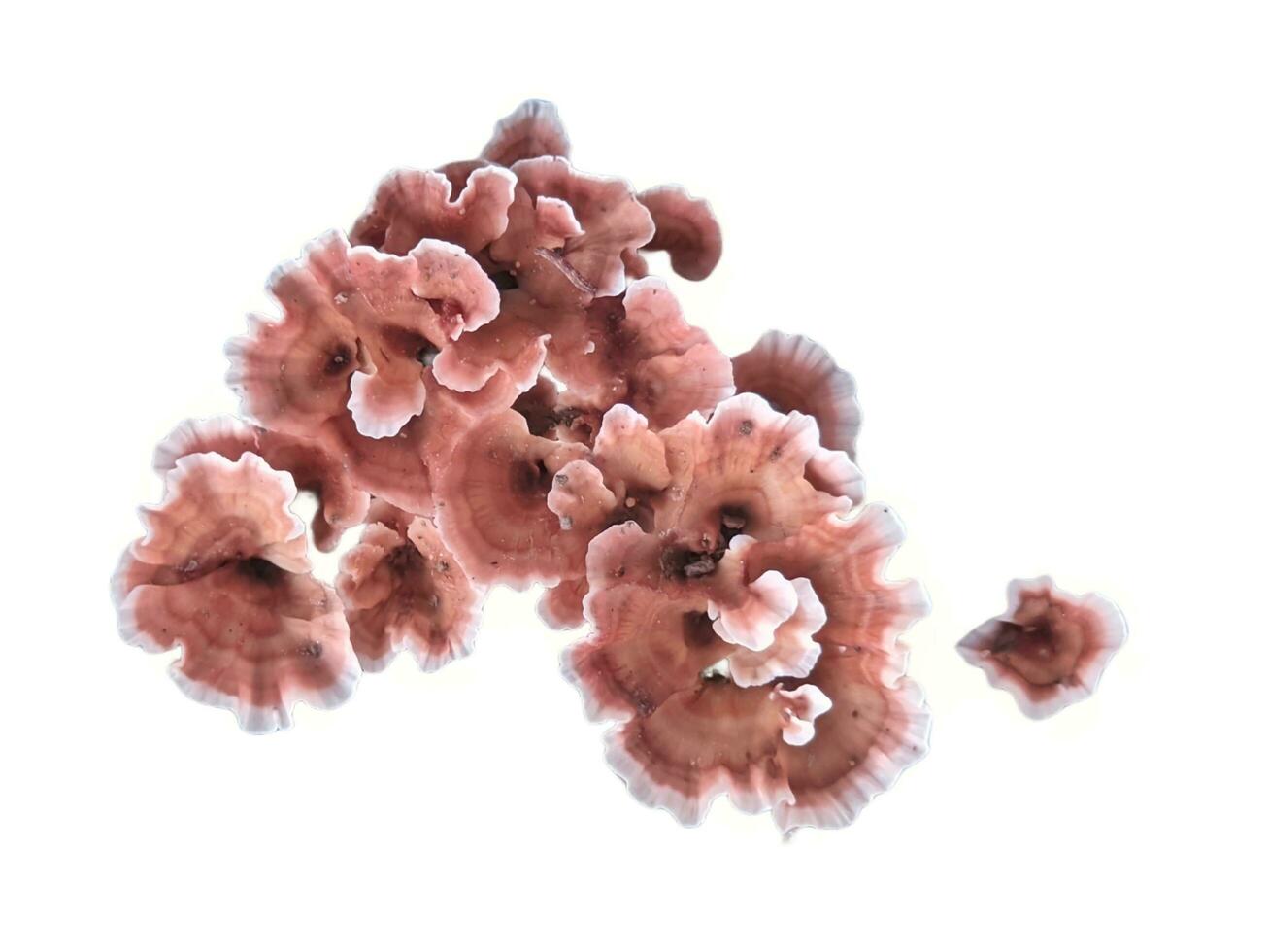 funghi isolato su un' bianca sfondo. avvicinamento. foto