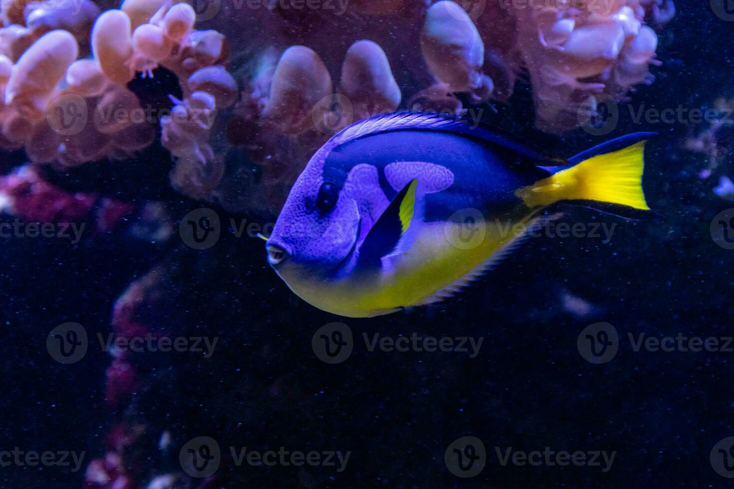 bellissimo pesce regale codolo foto