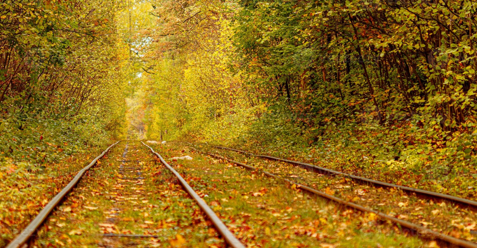 autunno foresta attraverso quale un vecchio tram cavalcate Ucraina foto