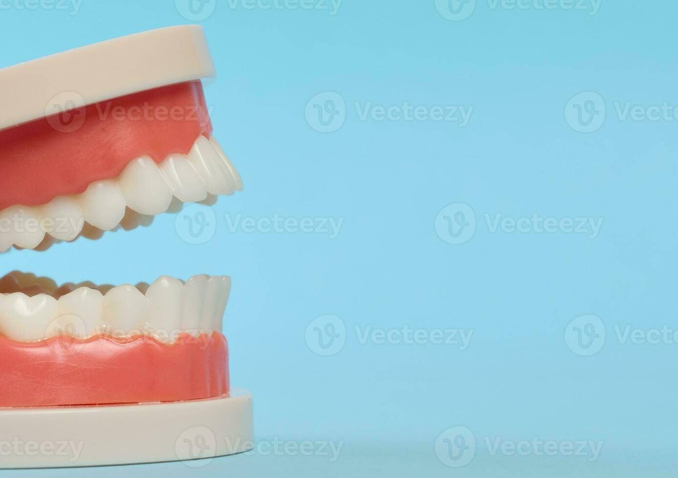 plastica modello di un' umano mascella con bianca denti su un' blu sfondo foto