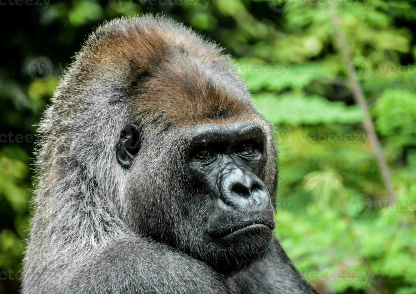 ritratto di un' gorilla nel il foresta foto