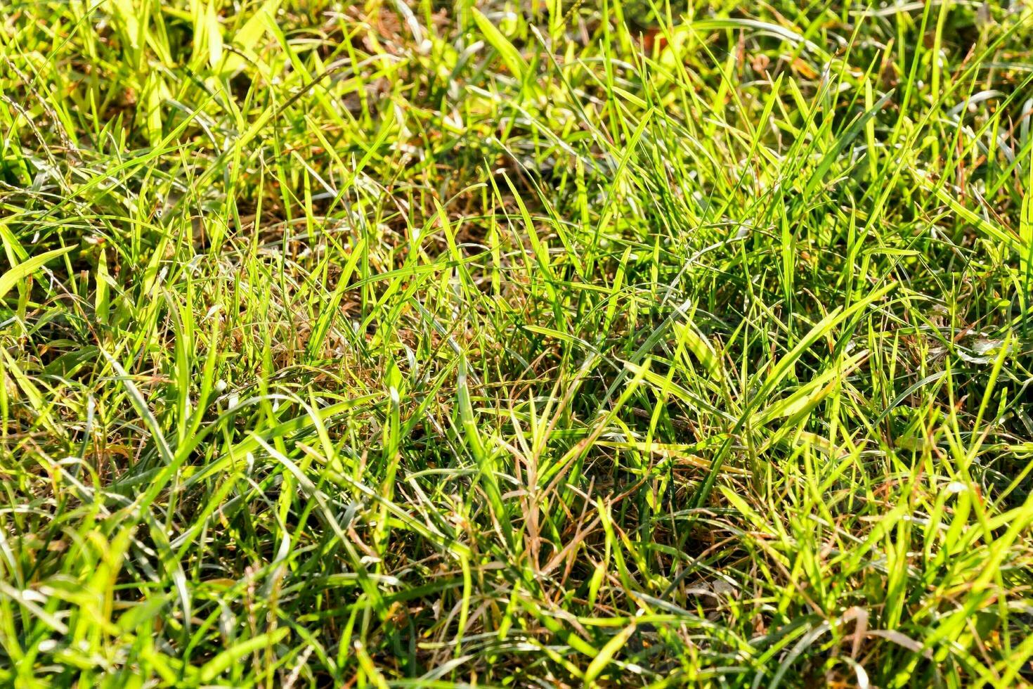 un' vicino su di un' verde erboso campo foto