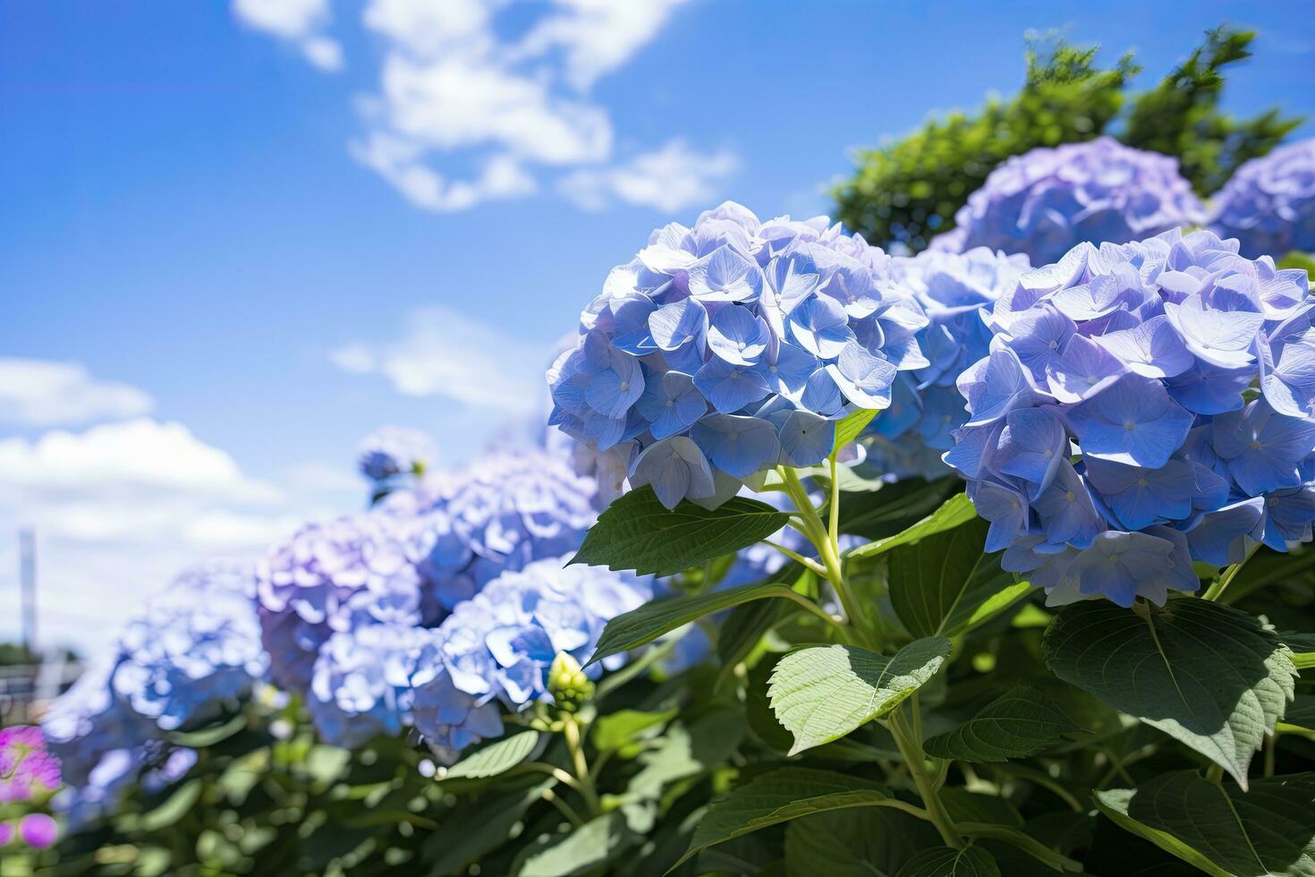 ai generato blu francese ortensia sotto blu cielo. ai generato foto