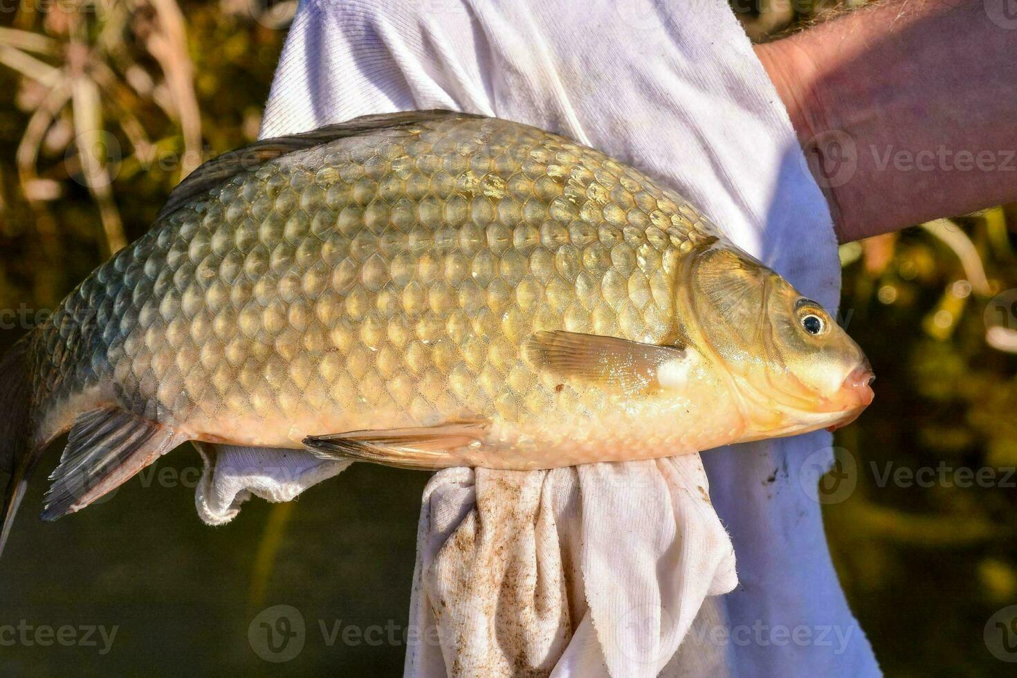 un' persona Tenere un' pesce nel loro mano foto