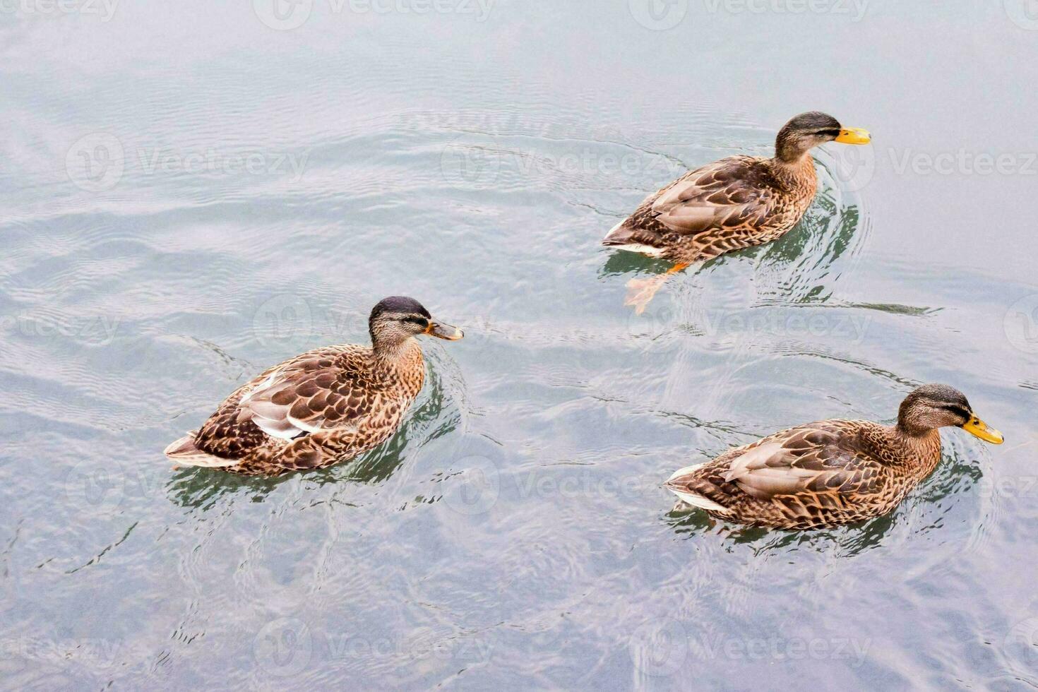 tre anatre nuoto nel il acqua foto